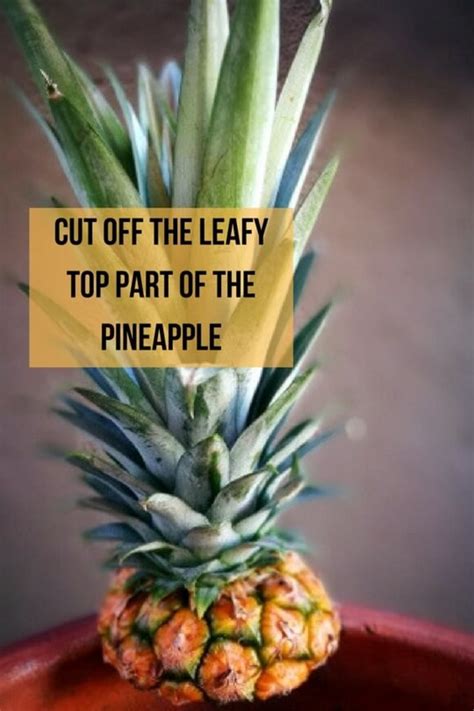 pinapue|how to grow pineapple from tops.
